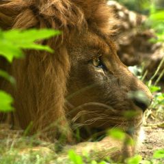 Bild von einem ruhenden Löwen